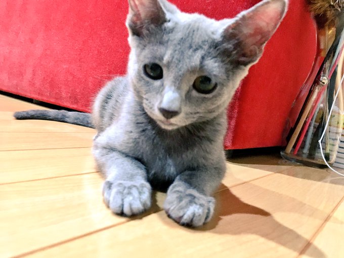 猫カフェジュエリーのtwitterイラスト検索結果