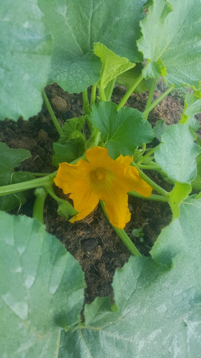 thepatch2016's tweet image. Look what we found this morning in [thepatch]! The first of hopefully many!