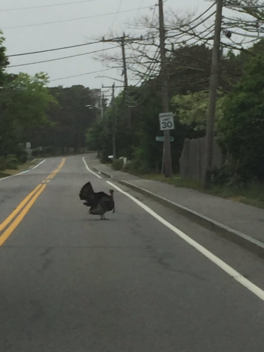 Why did the turkey cross the road?