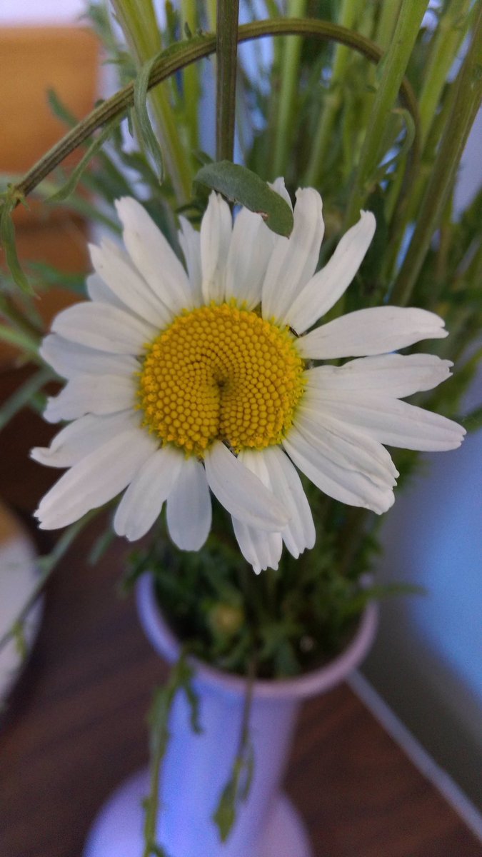 First, a Prince tribute set <a href="/theaquarium/">TheAquarium</a> and then we're finishing the night <a href="/dempseysfargo/">Dempsey's Fargo</a>! Also, this hot daisy.