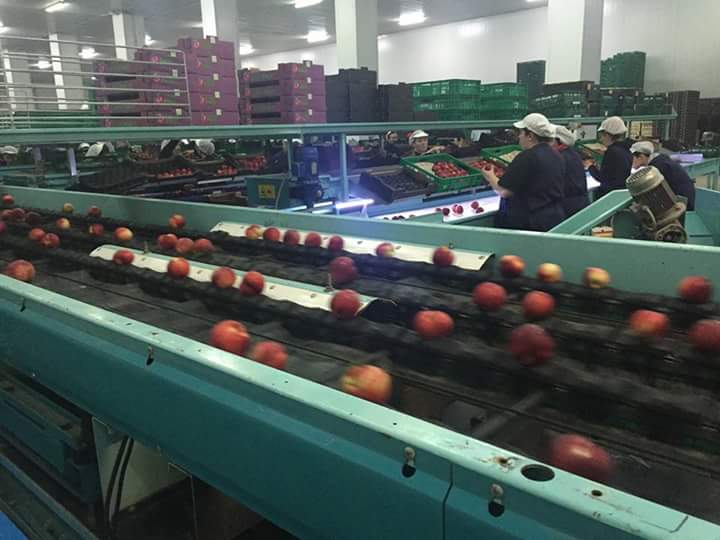 land_fruit's tweet photo. Estamos que no paramos en LandFruit.
¡La temporada de fruta de hueso empezó! https://t.co/I8CefyXMcU