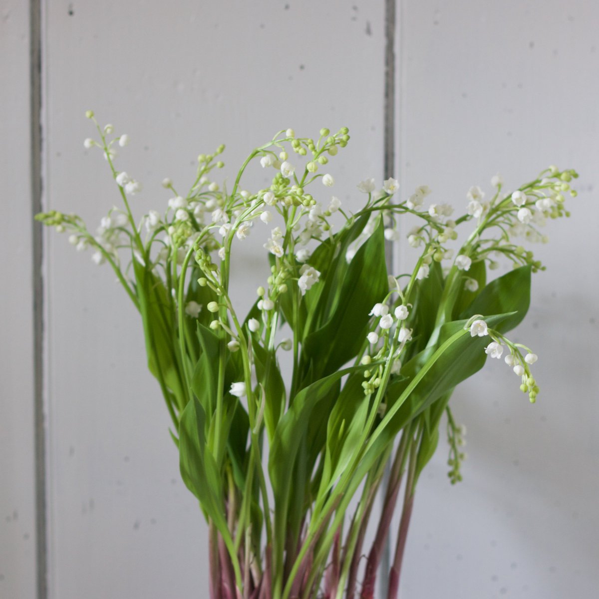 Lily-of-the-Valley means 'Promise of Happiness' in the language of flowers #poldarkflowers #meaningofflowers