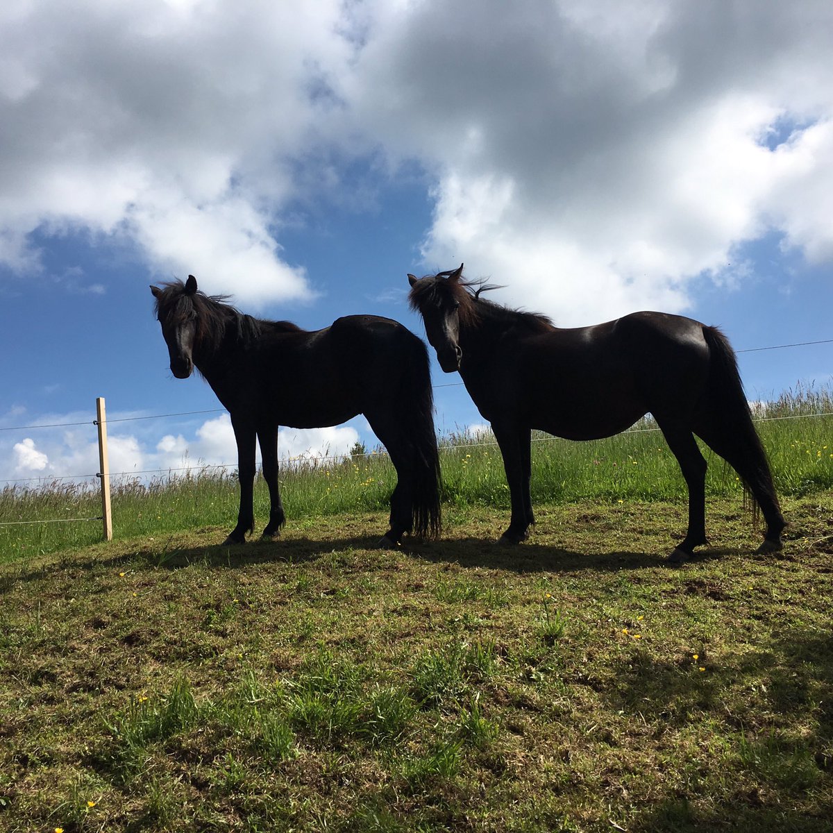 My 2 Year old and my preggy, about 6 more weeks to go :) #slovenia #bbk #bosnianmountainhorse #endangeredbreed