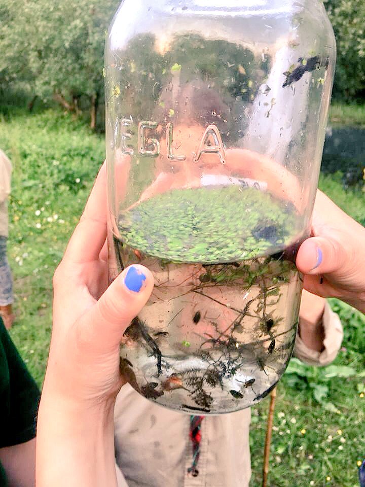 Schutgraaf's tweet photo. #mooi #Meinerswijk @gemeentearnhem #scouts op #expeditie op zoek naar planten en dieren. #natuur https://t.co/Y2MqAwYBAh