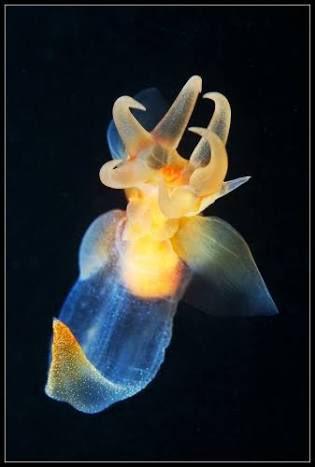 流氷の天使 クリオネの生態って 流氷の天使 クリオネの生態って
