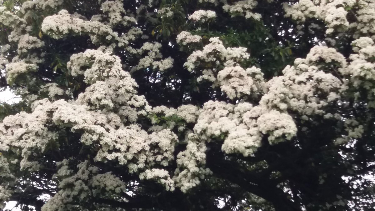 whitedogs9's tweet photo. Will there be a bumper crop of haws this winter? https://t.co/Yx3Pr9pka5