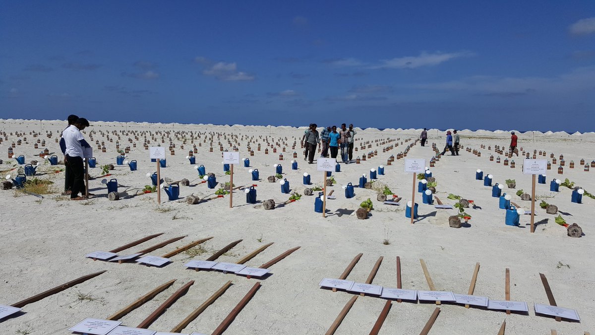 #aaroa tree planting event preparations ongoing.
#4thofjune #hulhumale