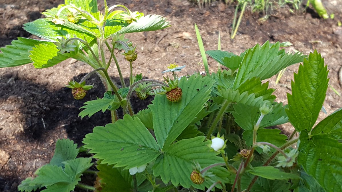 SzczepenStelmac's tweet photo. wild strawberries in my garden ! slowly grow up 
@dewdropinnkill @Chrisho59437348 https://t.co/0UOAGSqtUc