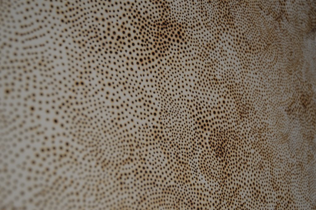 sophieerin_'s tweet photo. Absolutely love the work in @PATTERN_FaB16, so beautiful and intriguing @nicolapearce_ @LR_Waite @CaiBurton #FaB16 https://t.co/OTGMUtlD9n