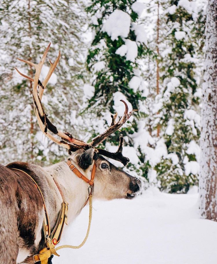 frenchfolks's tweet photo. @mary_quincy_ capture this reindeer in Lapland
@OnlyInLapland @OurLapland @allaboutlapland @LaplandToday https://t.co/ZZSEW7Mgk8