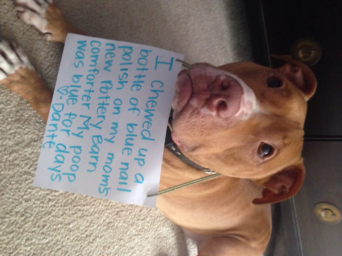 Don't Be so Blue dogshaming.com/2016/06/dont-b…