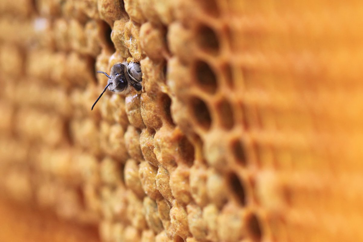PhotosMarx's tweet photo. #helloworld #biene #schlupf #geburt #bee #imker #imkern #biene #bienen #bienenwabe #bienenstock https://t.co/bMhwGkJvIy