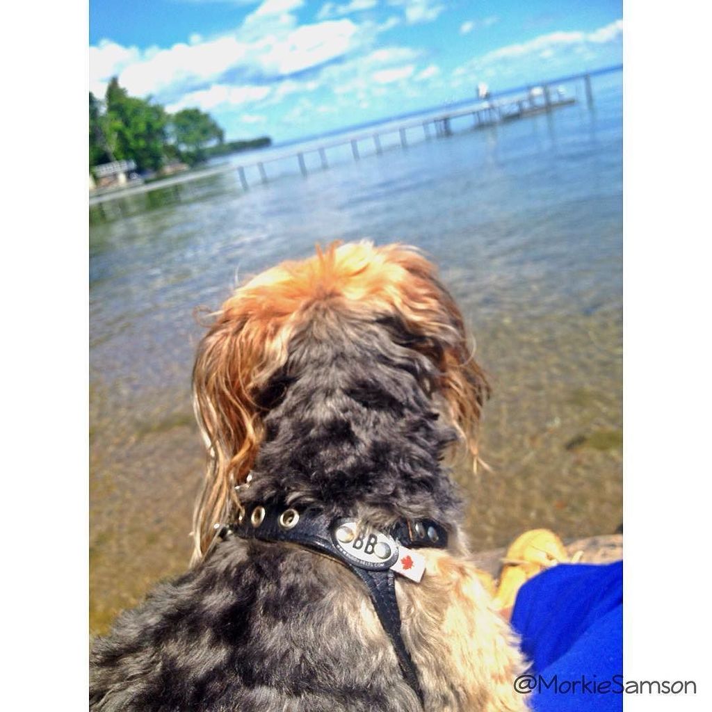MorkieSamson's tweet image. 🙏Meditating on the horizon #cottagedog #cottage #BigBayPoint #lake #lakesimcoe #wethenorth… ift.tt/1t8EKv7