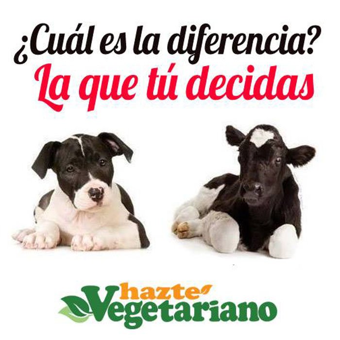 AnimaNat_Mexico's tweet image. ¿Ves alguna diferencia moralmente relevante? Nosotros no. Todos los animales sentimos por igual.