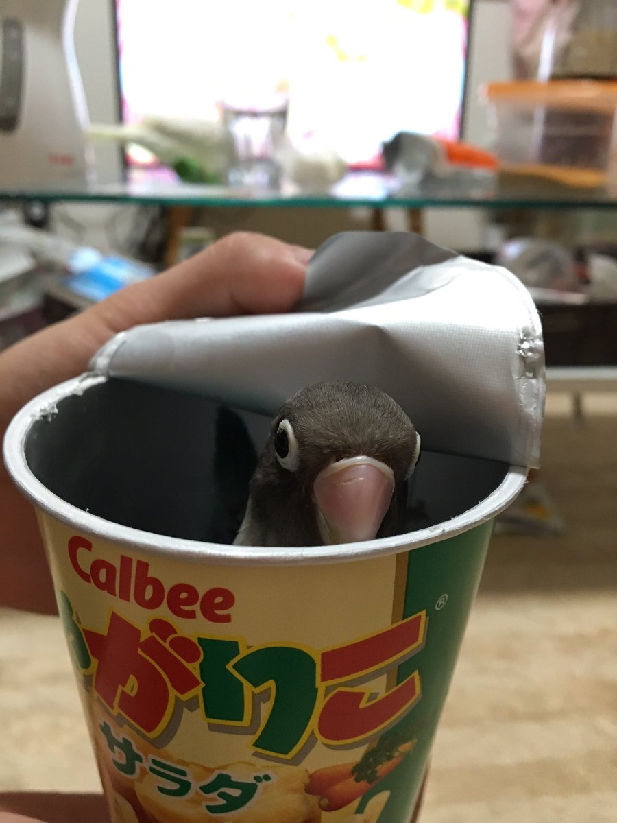 poposan_1224's tweet photo. じゃがりこに異物混入していました https://t.co/Qx0Er5P9om