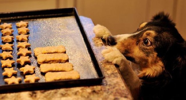 pethubbr's tweet photo. Você sabe fazer cookies para seu cão? Aprenda aqui! https://t.co/Y6yGdbChhS https://t.co/EUzsAJ3IWA