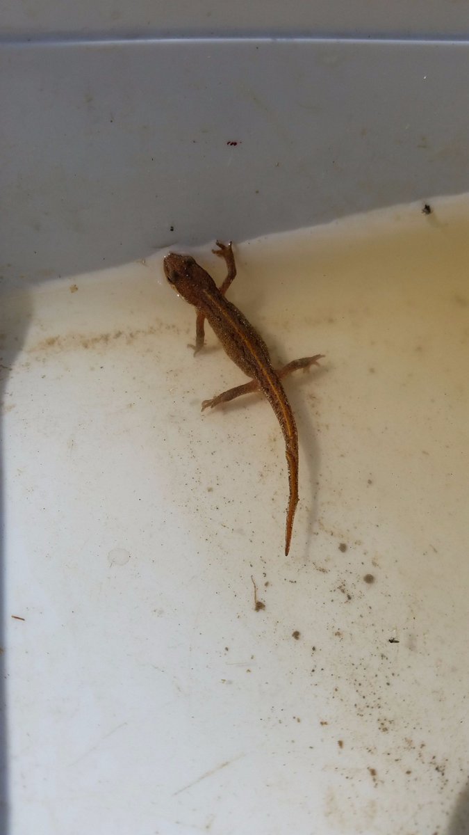 A first for our Beasties on the Bog - a young palmate newt. -E @ARGroupsUK  <a href="/froglifers/">Froglife</a> <a href="/ARC_Bytes/">Amphibian and Reptile Conservation</a>