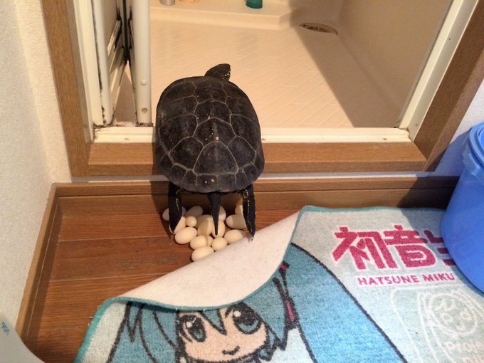 毎年恒例 今年もカメが風呂場で産卵した 晩ごはんはもちろん Togetter 毎年恒例 今年もカメが風呂場で産卵した 晩ごはんはもちろん Togetter