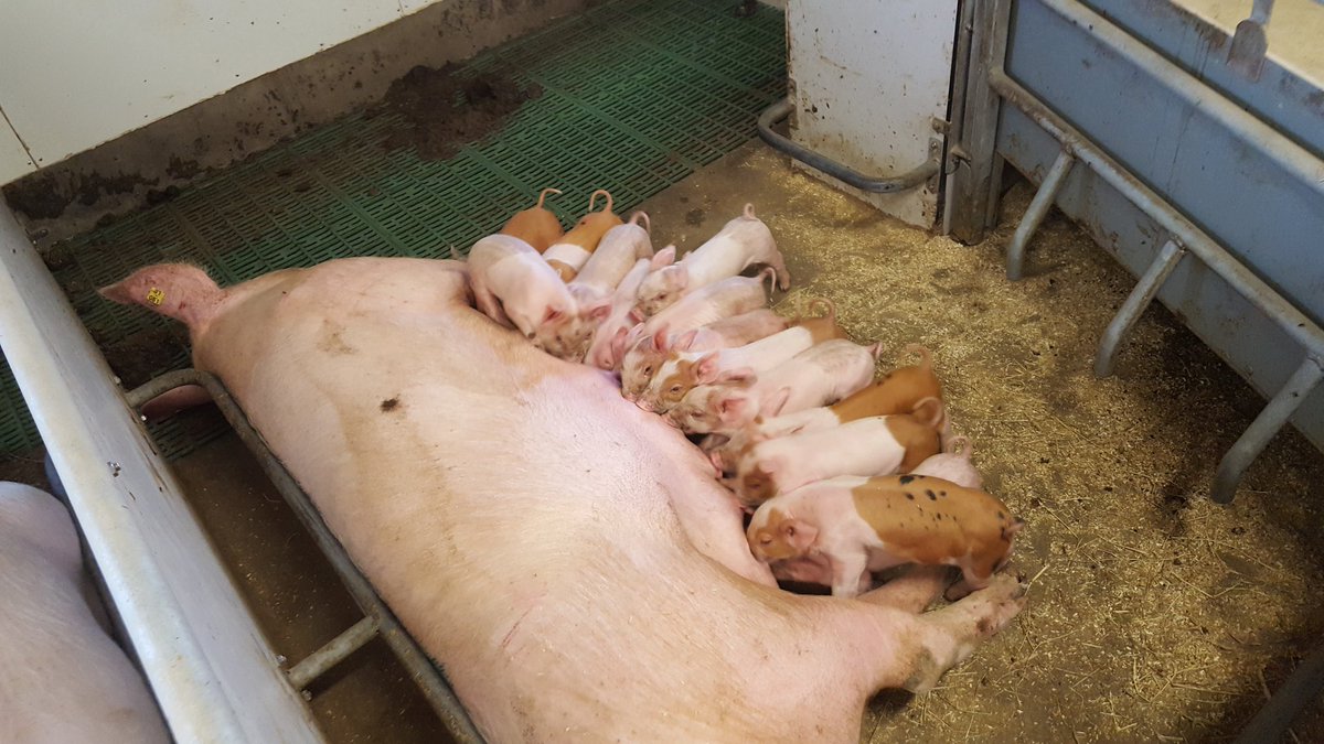 HolmBj's tweet photo. TN70.  Pen farrowing &amp; piglets with tails. Weaning 14+ per weaning. Progress in pigs. Every day #topigsnorsvin https://t.co/9WLLodihtr