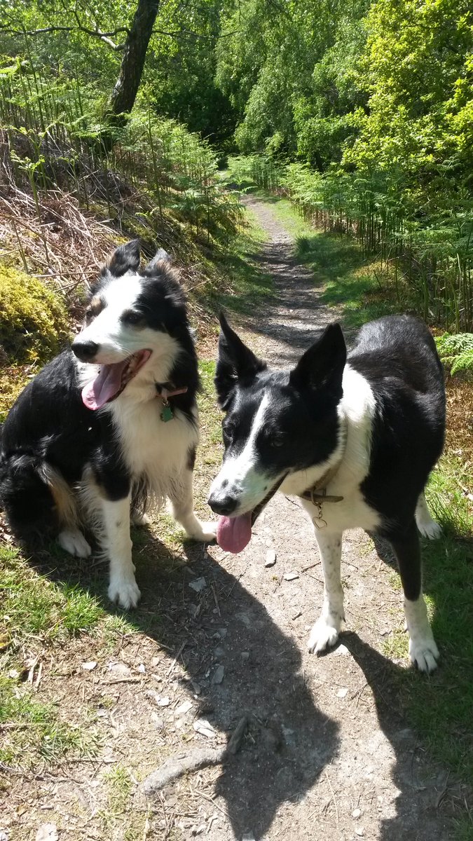 CassieBob2's tweet photo. We've just had an amazing holiday camping in #Snowdonia #NorthWales plenty of long walks and playing in the sea. 🐶🐶💜 https://t.co/2Od9rNIzYH