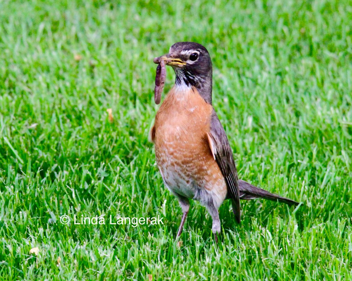 Linda_Langerak's tweet photo. Dinner 🍴 #robin #bird https://t.co/OPDXcR3gsX