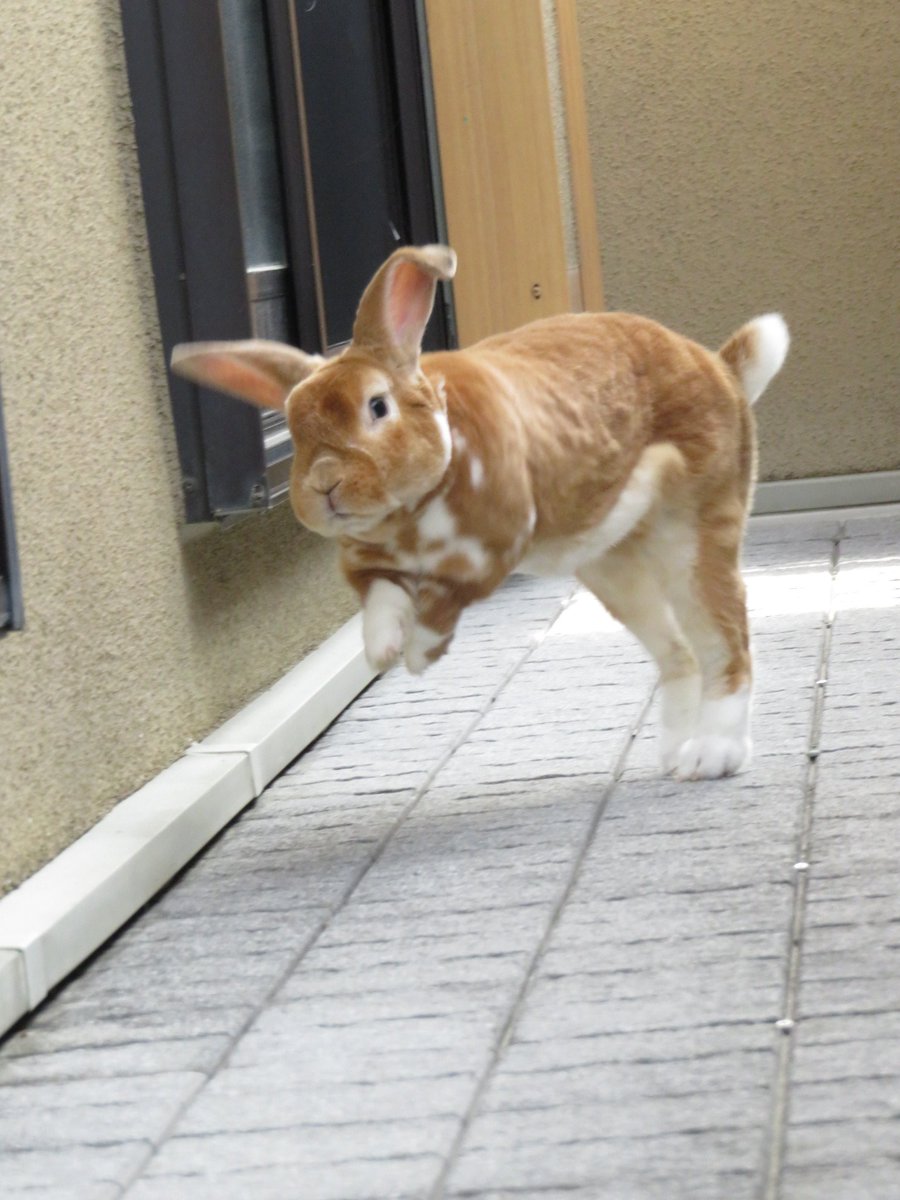 1番可愛いウサギの写真を貼った人が勝ち 1番可愛いウサギの写真を貼った人が勝ち