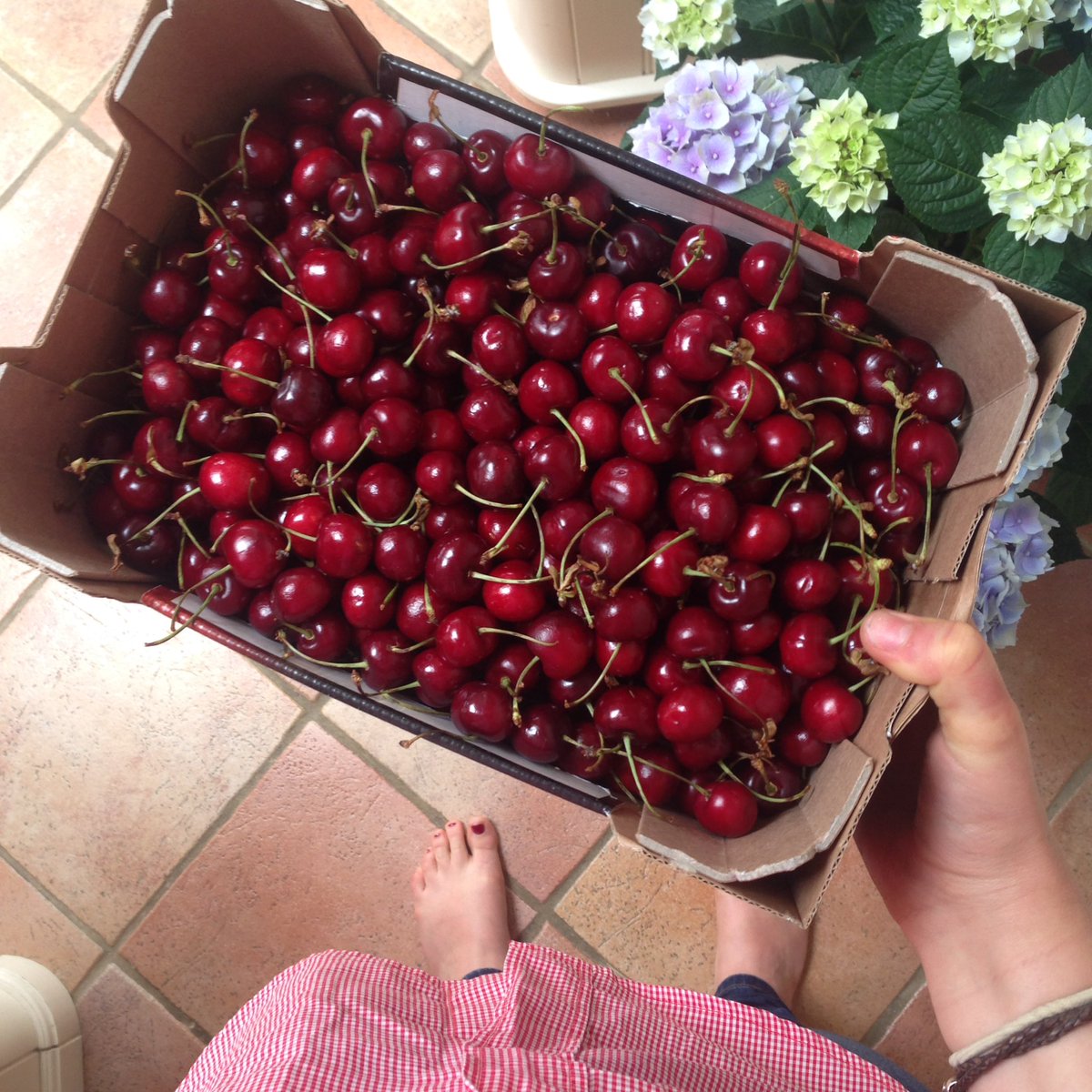 alice_goudie's tweet photo. Can't contain my excitement 😍😍😍😍 #cherriesfordays #1kg #markethaul https://t.co/FeIF9iLMS2