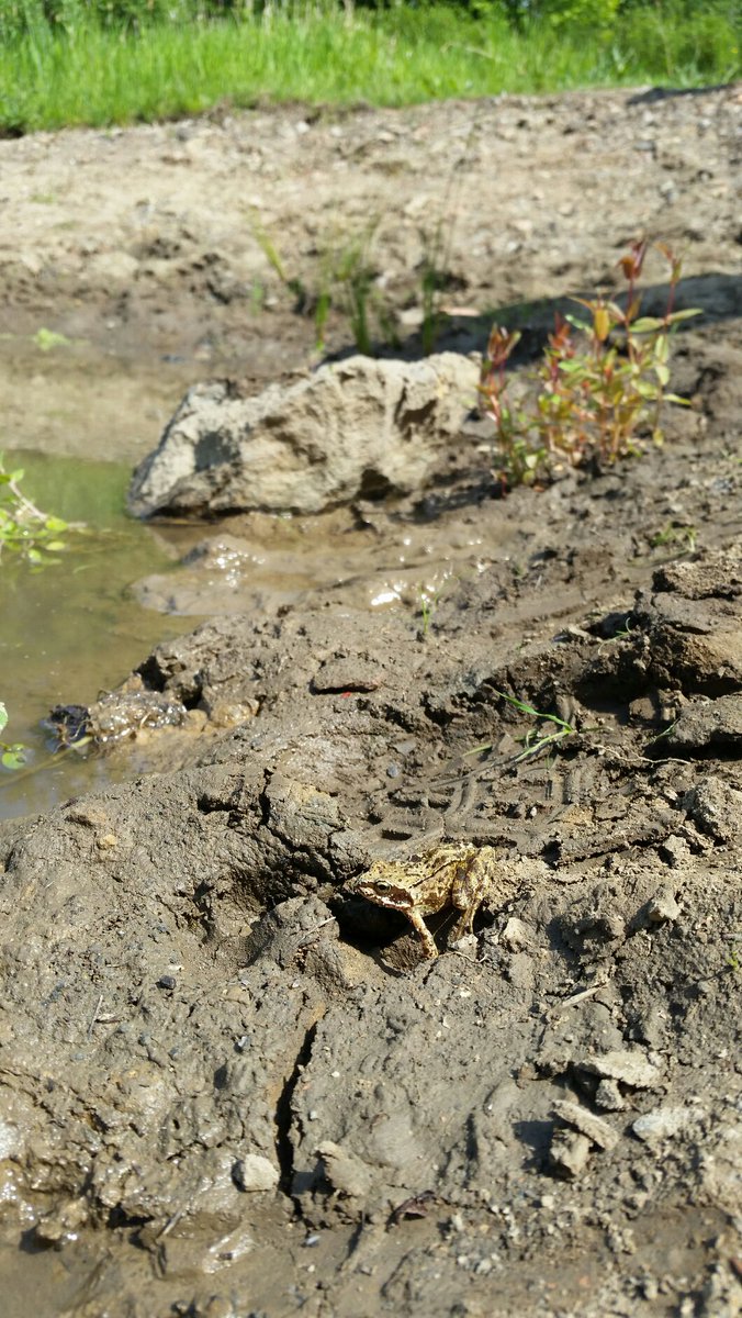 Our amphibian pond definitely living up to the name. -E. @ARGroupsUK <a href="/ARC_Bytes/">Amphibian and Reptile Conservation</a> <a href="/froglifers/">Froglife</a>