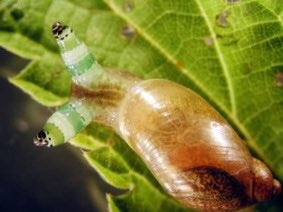 シユンタ ロイコクロリディウム カタツムリの目に寄生する寄生虫の一種 秘密にしておきたかった生き物