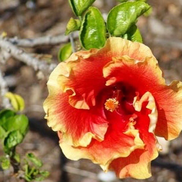 WaikikiTrolley's tweet photo. #Hibiscus Day! See this at Queens Garden behind the zoo. #GreenLineTrolley to #DiamondHeadGrill, walk down the hill. https://t.co/b1L9OKtBVB
