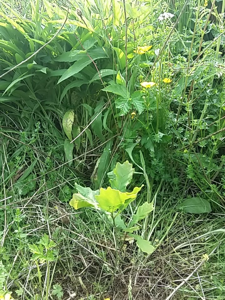 AletheaBlant's tweet photo. A little self-seeded oak :) https://t.co/AkZYwI5cB0