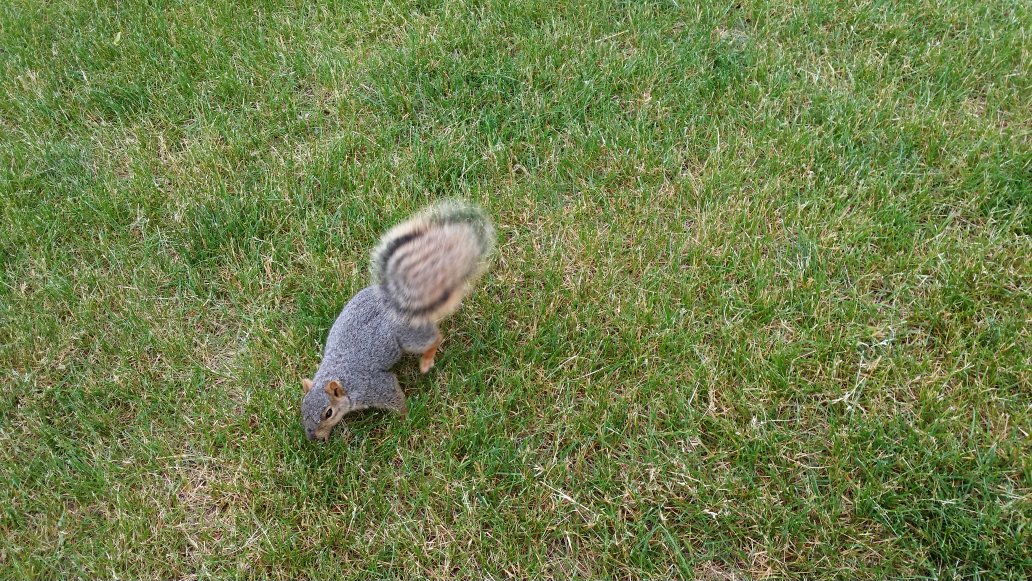DeBaryShari's tweet photo. #problemsolved The squirrels at Michigan State University are huge! #problemsolved https://t.co/Dukgvv5tCL