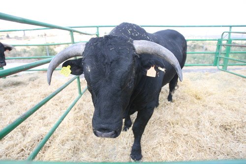 BIOTECH_SI's tweet photo. Proyecto de mejora genética de la raza Avileña-Negra Ibérica https://t.co/w15OMwnJra https://t.co/GlWpPsE49Q