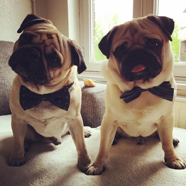 PugsDaily's tweet photo. Credit: https://t.co/pQguNRkSUM https://t.co/zb9nJQlQG3