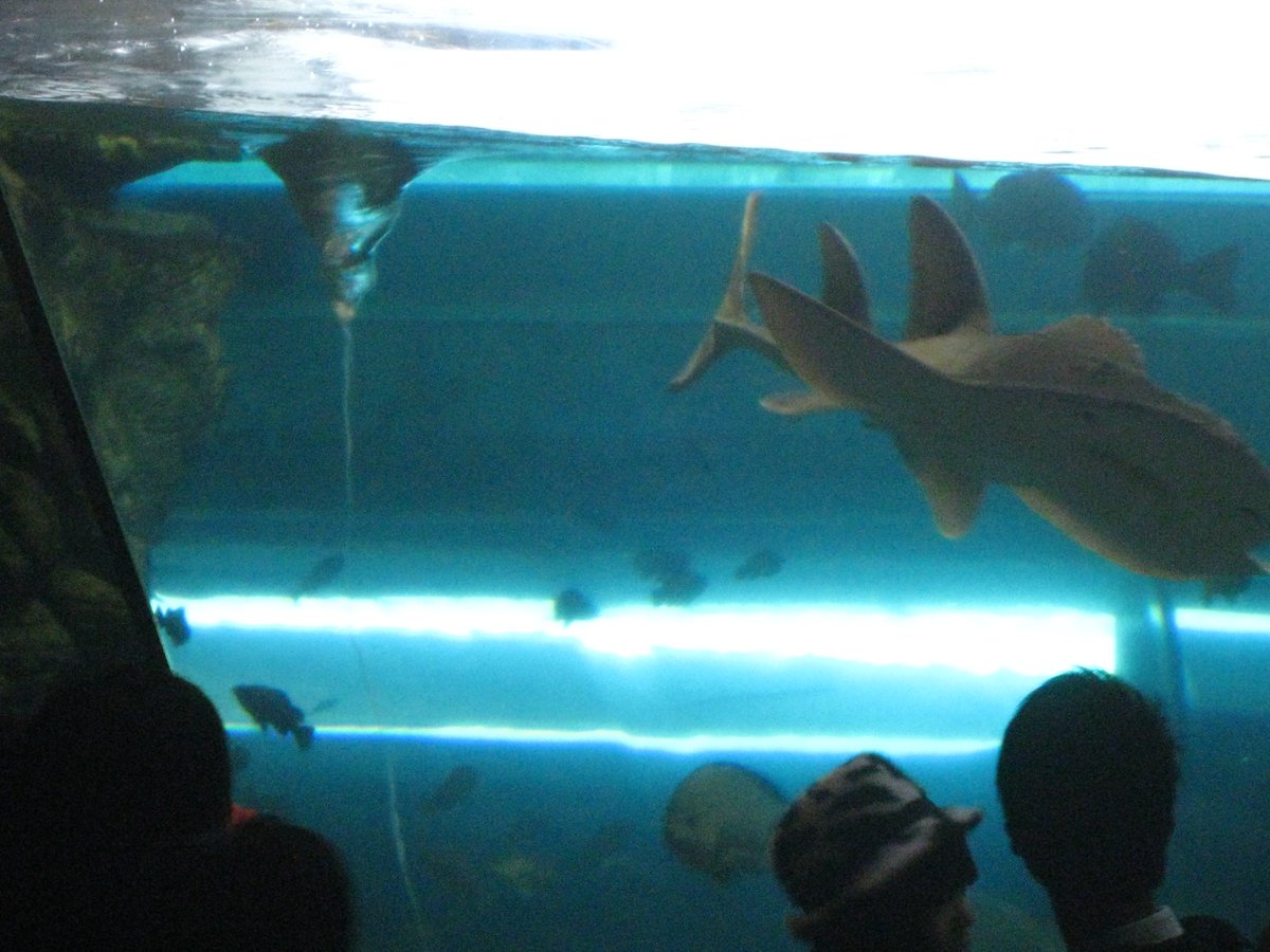 バルカサード در توییتر 水族館でよかったレイアウト挙げてけ 今夜も写真大会をはじめようかな 海響館の渦潮ができる水槽 背景は関門海峡 レイアウトというか怪しいけどシロナガス アクアととの割と最初の方水槽 越前松島水族館海洋館の水槽の上の小部屋