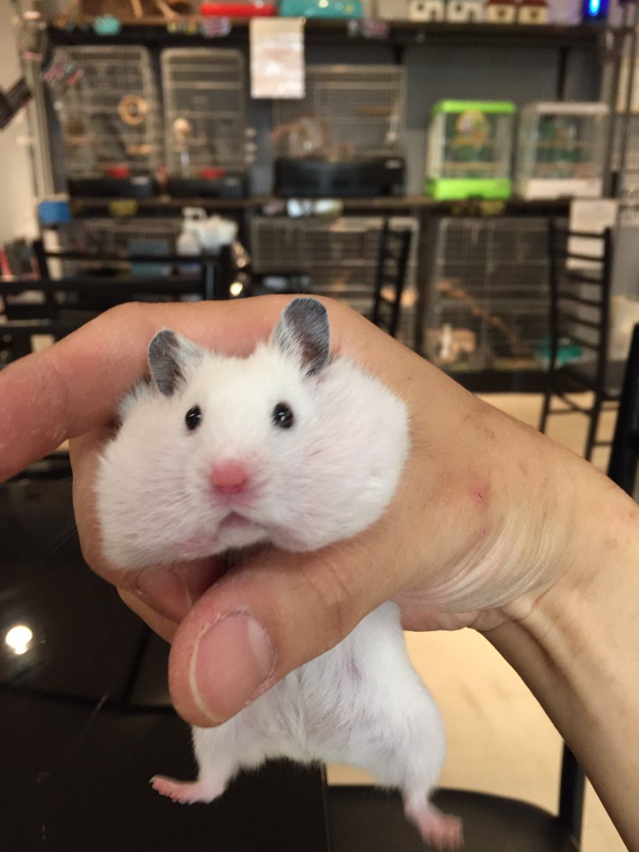 小動物カフェ Rock Star ロックスター ぶさかわハムスターシリーズ ブサイク でも可愛い 小動物カフェ Rock Star ロックスター ぶさかわハムスターシリーズ ブサイク でも可愛い