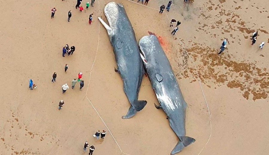 BiologistDan's tweet image. #Sperm #Whales who beached themselves in January had stomachs full of #plastic. @Oceana theinertia.com/environment/13…