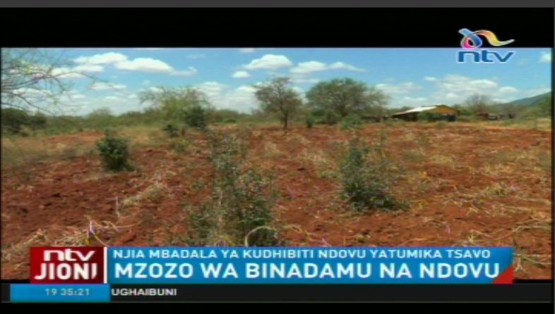 Mzozo wa binadamu na ndovu: Wakulima waamua kufuga nyuki kudhibiti ndovu #NTVJioni <a href="/JaneNgoiri/">Hon. Jane Ngoiri, HSC</a>