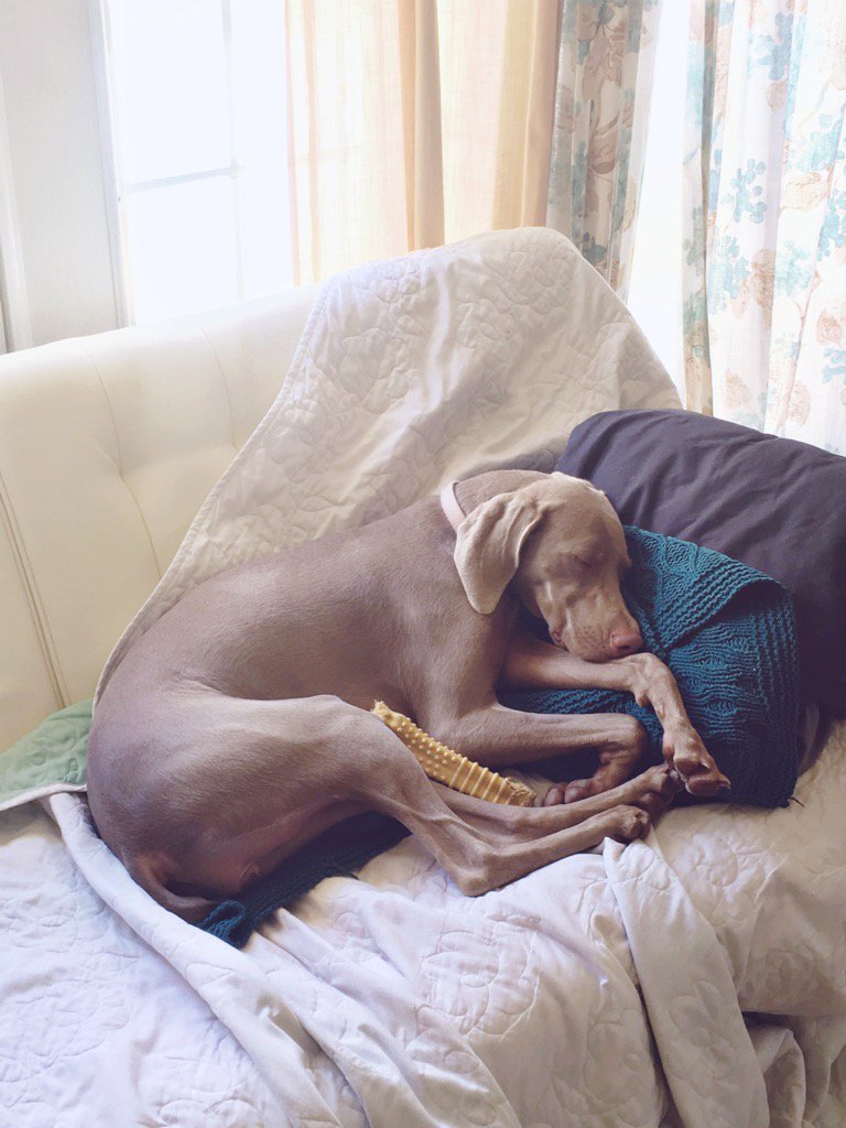 Krysty_CKDE's tweet photo. •Tough life• #weimpup #puppup #oliveoyl 💤🐶💟 https://t.co/HovEmgRYDY