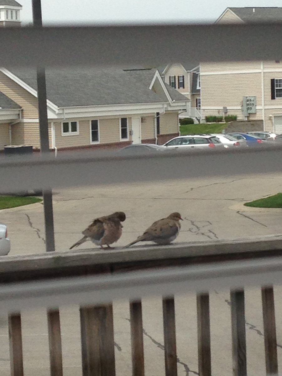 Even the birds gain the freshman 15lb