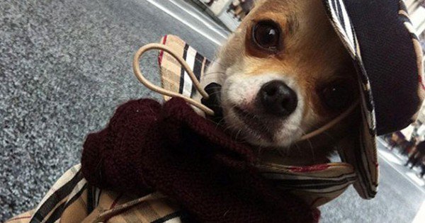 resharelist's tweet image. The 101 Best Dog Pictures On The Internet resharelist.com/dog-pictures/