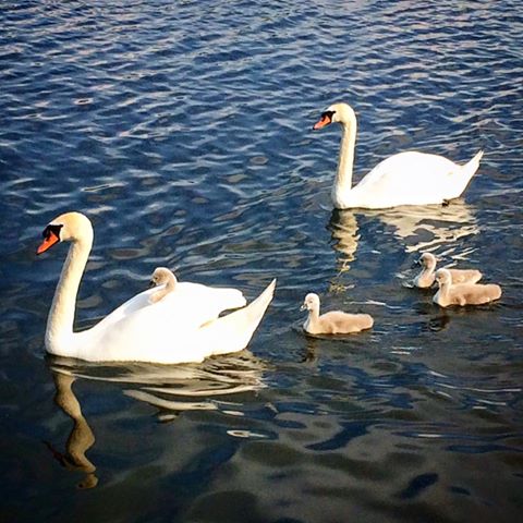 svz_de's tweet photo. Diese süße Schwanenfamilie haben wir heute im Güstrower #Inselsee entdeckt. Wir hoffen, euch geht es genauso gut :-) https://t.co/yfjP6dRT3T