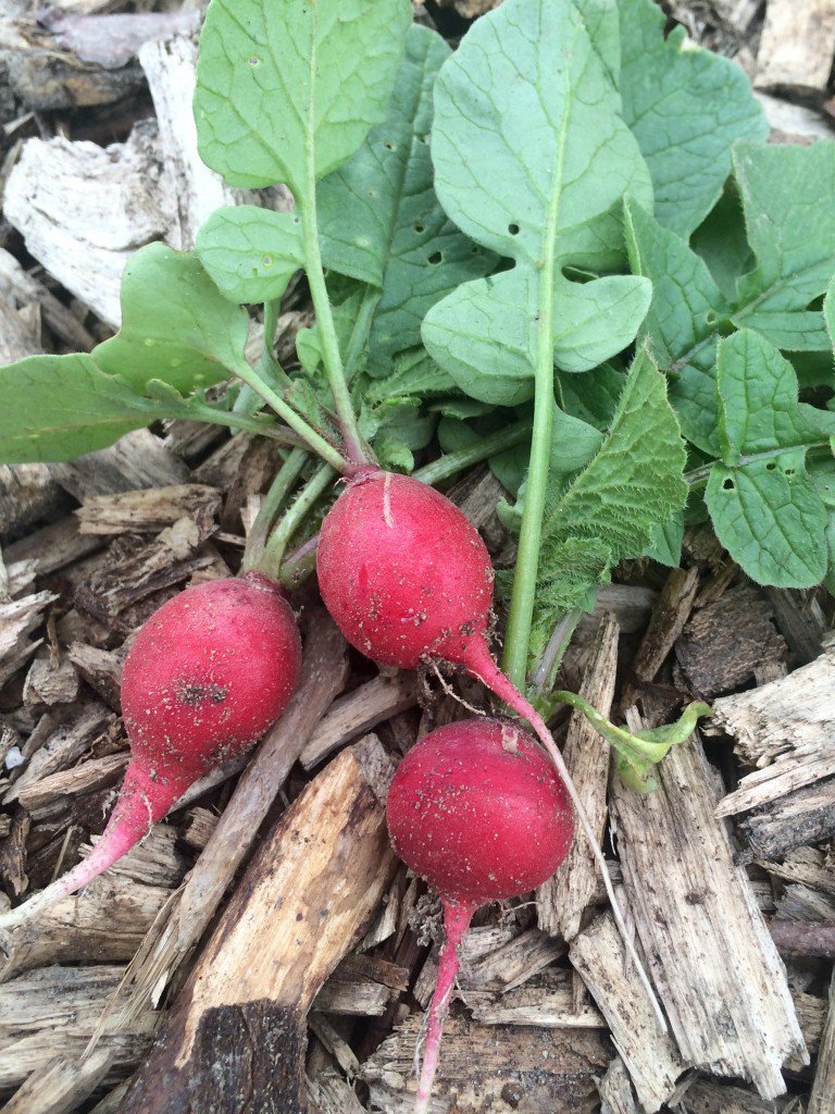 Nieuw blog van Moestuinmuts: Geen achttien meer bit.ly/25DVgkp