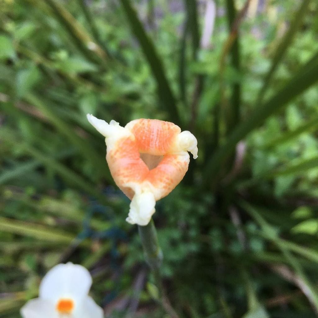 DGArtCo's tweet photo. When your blooming flower looks like a butthole. 😏 #sinnersarewinners #keepyborweird #dysf… https://t.co/zcsOX7HiiC https://t.co/QlhXaBEMM0