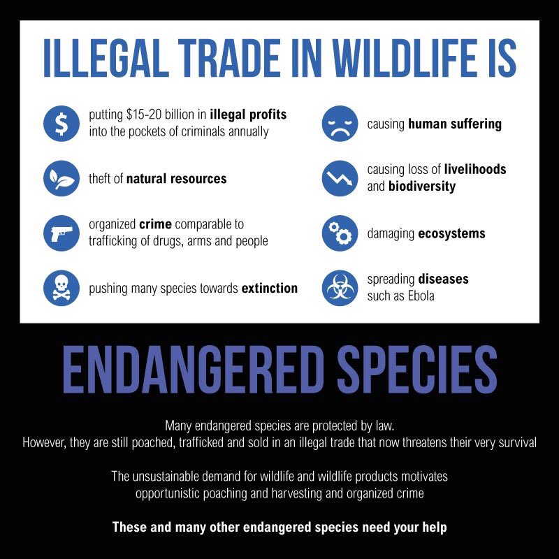 UN's tweet photo. Sunday is #WorldEnvironmentDay! 

Make a pledge to stop illegal wildlife trade: https://t.co/bCHUiOoSLj #WED2016 https://t.co/58nIorPHNw