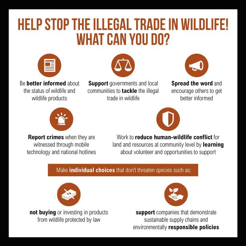 UN's tweet photo. Sunday is #WorldEnvironmentDay! 

Make a pledge to stop illegal wildlife trade: https://t.co/bCHUiOoSLj #WED2016 https://t.co/58nIorPHNw