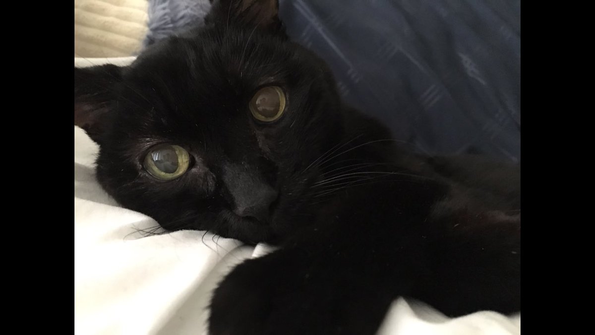 AshMac716's tweet photo. National #hugyourcatday!! I'm going to hug mine right meow 😻 #caturday #hugs https://t.co/LXTYAD57H0