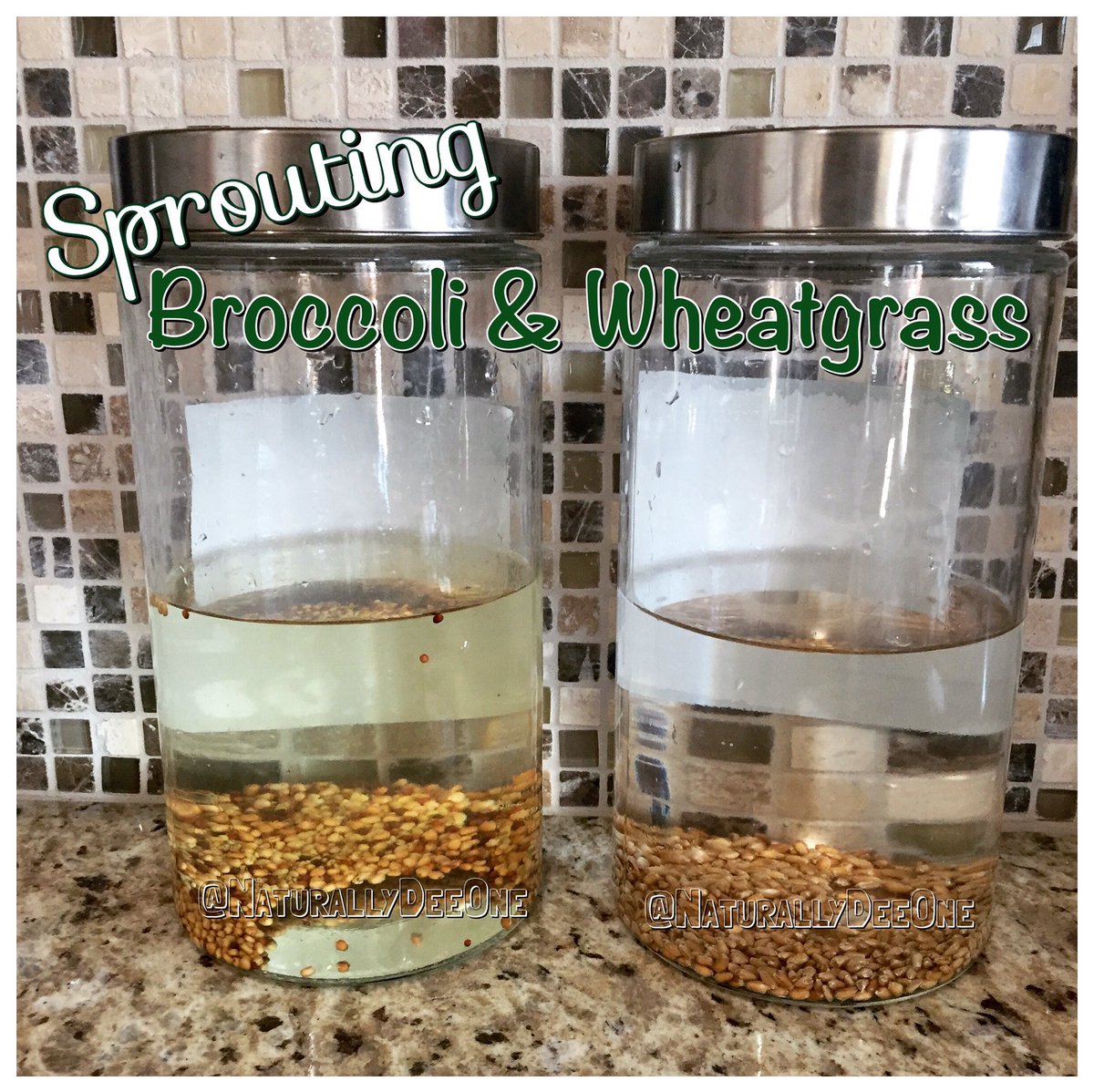 NaturallyDeeOne's tweet photo. #Sprouting #broccoli &amp; #wheatgrass in #sproutingjar
#whatveganseat #crueltyfree #blackvegan #rawvegan #food #vegan https://t.co/rt3kluWmQl