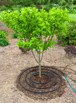 Top 3 rules for #treecare - find out the most important factors for #healthy #trees here: ow.ly/SzAd300LGEz