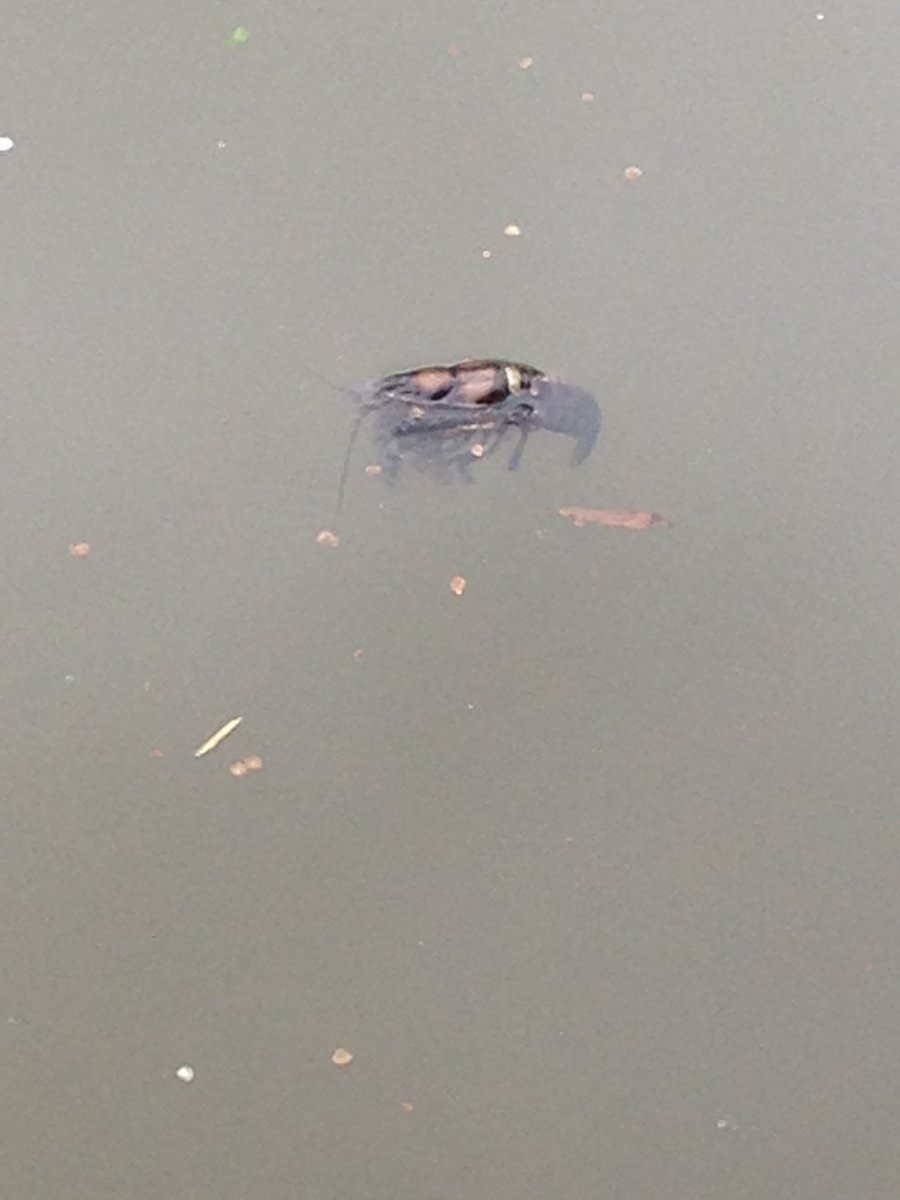 lowesy95's tweet photo. Saw this floating in the canal earlier... The invasion has begun #stopthealiens https://t.co/zQUSZpKpyn